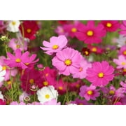 "JD Son Seed Company" 30+ Seeds Crazy for Cosmos(Cosmos bipinnatus) Non-GMO-Cosmos Flower Seed Mix Bulk Package of 30 Seeds