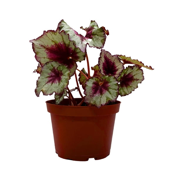Harmony's BubbleBlooms Peppermint Twist Begonia, Red and White Spiral Leaf, Begonia Rex in 6 inch Pot