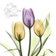 thumbnail image 2 of Purple Sunshine Tulips Poster Print by Albert Koetsier (24 x 24), 2 of 2