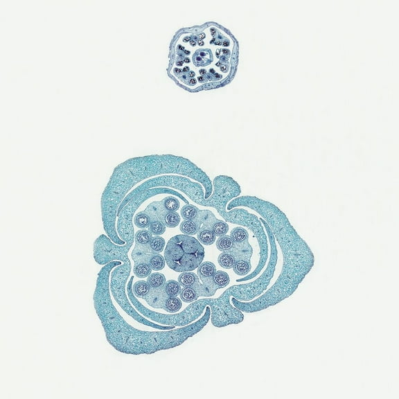 Typical Monocot And Dicot Flower Buds, C.S. 12 M Microscope Slide