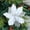 Silver, variant on Clearance!Large Christmas Flowers, Glitter Christmas Flowers 12in Mint Green Artificial Magnolia Flower Ornaments Fold Floral for Christmas Tree Decorations Xmas Tree New Year Party Wedding Centerpiec