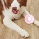 thumbnail image 4 of Juguete de dentición elástico sólido para perros | Juguete masticable de PVC duradero para cachorros y perros | Juguete portátil pequeño de 6 cm para morder, masticar y fortalecer el agarre | Dispo, 4 of 5