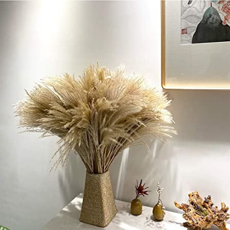 pampas yc