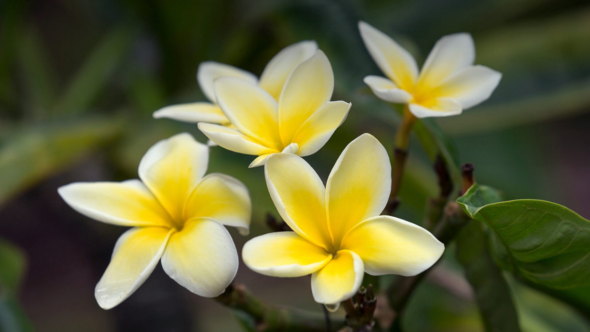 Hawaiian Yellow Live Plumeria Frangipani Plant Shrub Cutting 1 Pk 9"-12" Long Full Sun