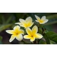 thumbnail image 3 of Hawaiian Yellow Live Plumeria Frangipani Plant Shrub Cutting 1 Pk 9"-12" Long Full Sun, 3 of 8