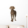 thumbnail image 1 of Puppy Weimaraner Standing up Wall Decal by Wallmonkeys Peel and Stick Graphic (24 in H x 16 in W) WM176062, 1 of 4