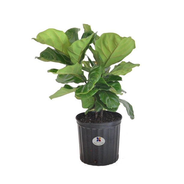 United Nursery Fiddle Leaf FigTree Two Plants Per Pot Live