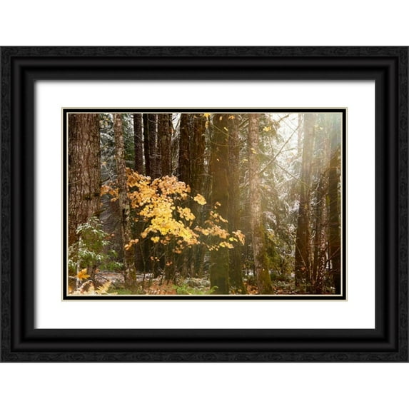 Murdock, Ramona 18x13 Black Ornate Wood Framed with Double Matting Museum Art Print Titled - Light the Forest
