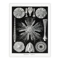 thumbnail image 3 of Artery8 Ernst Haeckel Echinidea Sea Urchin Species Framed Wall Art Print Home Décor A4, 3 of 4