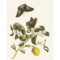 thumbnail image 2 of Maria Sibylla Merian 12x14 Black Ornate Wood Framed Double Matted Museum Art Print Titled: Limonier (1705), 2 of 5