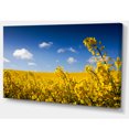 thumbnail image 2 of Yellow Canola Field, 2 of 3