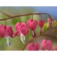 thumbnail image 3 of Fitzharris, Tim 24x20 Black Modern Framed Museum Art Print Titled - Bleeding Hearts IV, 3 of 5