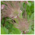 thumbnail image 4 of Everwilde Farms - 1/4 lb Prairie Smoke Native Wildflower Seeds - Gold Vault Bulk Seed Packet, 4 of 4