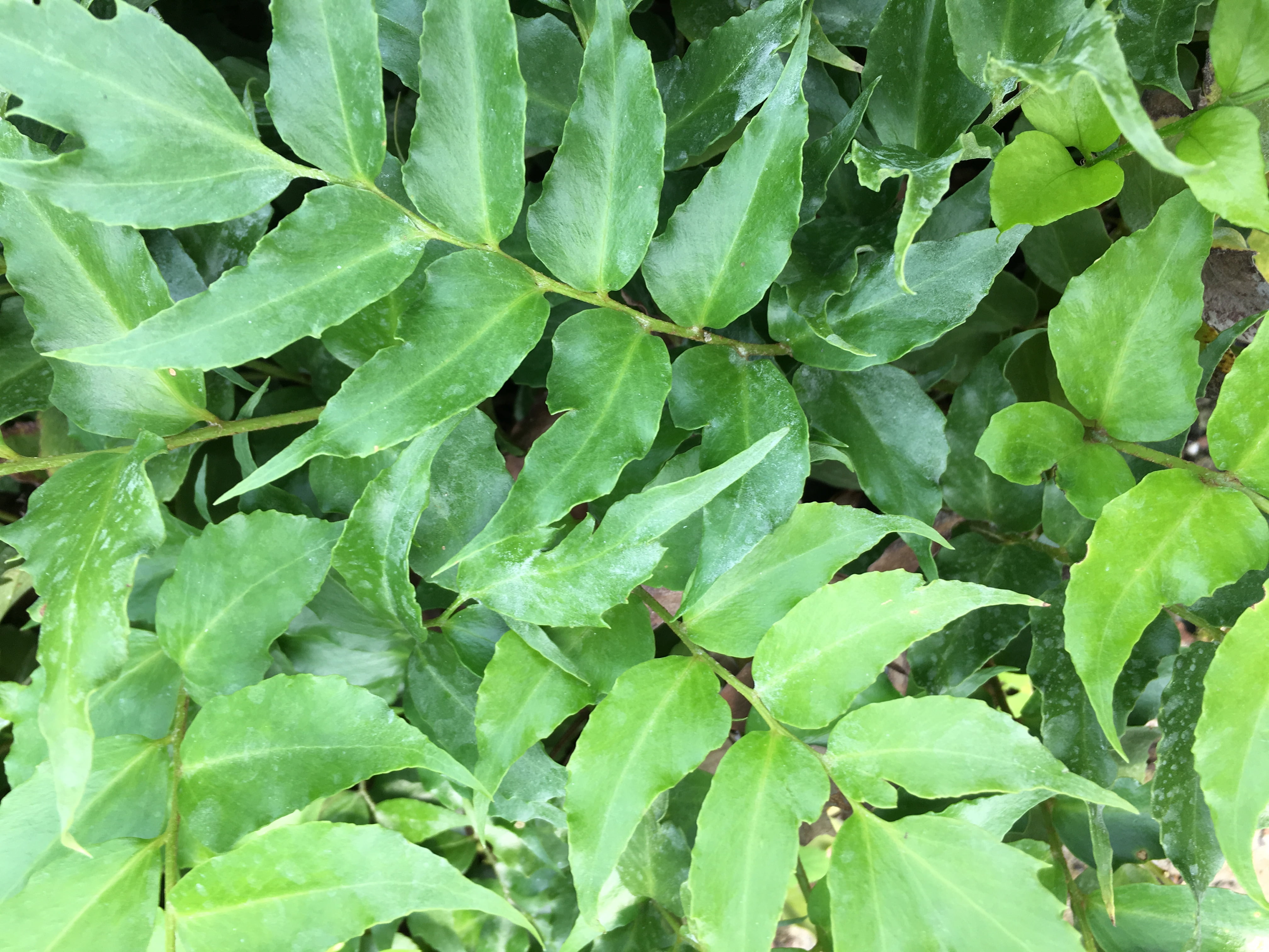 3 Japanese Holly Fern in 4 Inch Containers (Three Pots ...