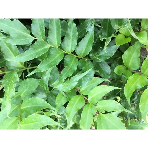 3 Japanese Holly Fern in 4 Inch Containers (Three Pots, One Plant Per Pot) "Cyrtomium Falcatum, Rochfordianum"