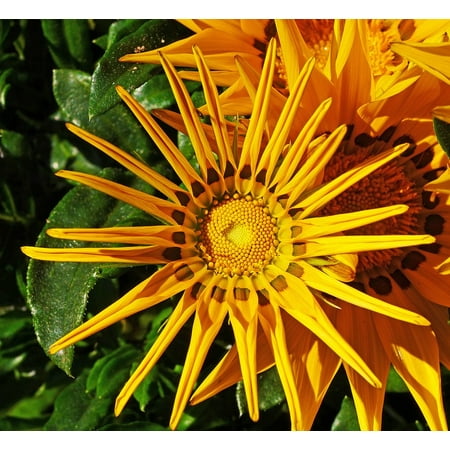 Canvas Print Corona Yellow Foliage Ice Plant Half Open Sun Stretched Canvas 10 x 14