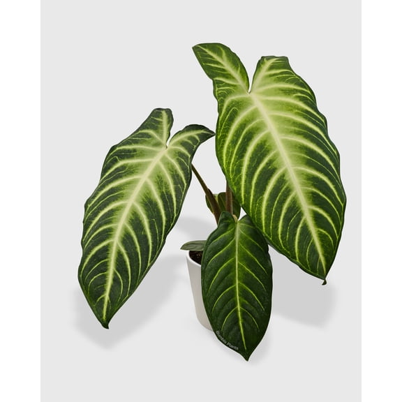 Xanthosoma 'Lendenii' - Live Air-Purifying Indoor Plant in Nursery Pot – Easy Care, Low Maintenance Houseplant for Home & Office Decor, Natural Air Cleaner, Best for Beginners (4"Pot)