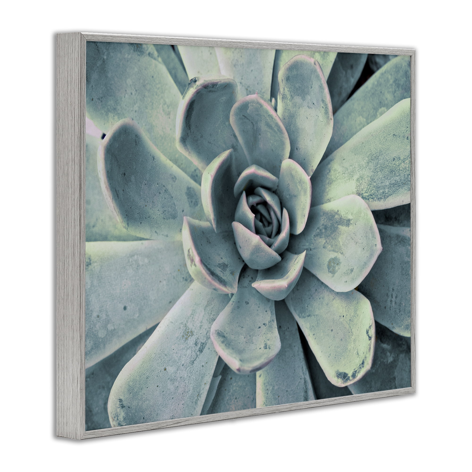 Stupell Industries Green Cactus Succulent Botanical & Floral Photography Gray Framed Art Print Wall Art, 30 x 24