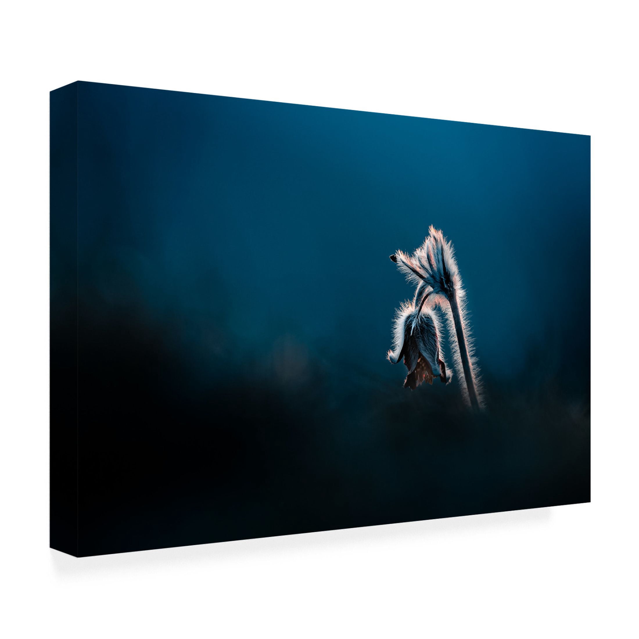Trademark Fine Art Jan Rozehnal  Pulsatilla pratensis Canvas Wall Art