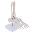 thumbnail image 4 of Modelo Anatómico Del De La Articulación Del Pie De Tamaño Natural Médico, Anatomía Humana, Herramienta De Enseñanza Sunnimix Esqueleto del pie humano, 4 of 8