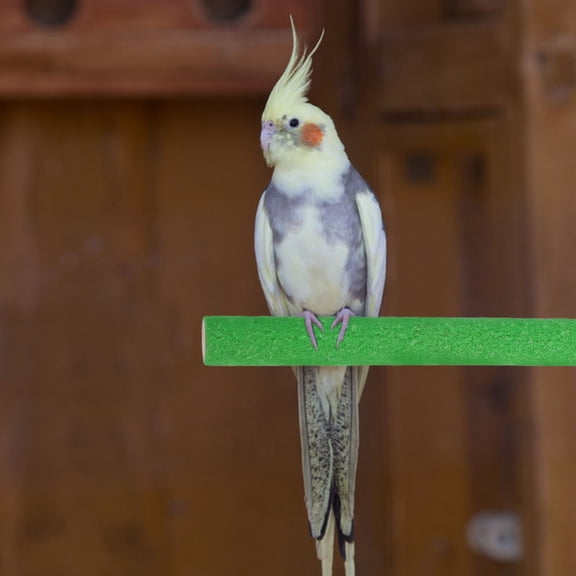 ETHZZLE Natural Wood Bird Perch with Strong Cup for Parrot Cage and Shower Accessories
