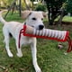 thumbnail image 4 of Palo de cáñamo grueso para adiestramiento de perros, palo para morder Diao, palo para morder para perros, objetivo para morder, suministros para mascotas, suministros para adiestramiento de perros, 4 of 5