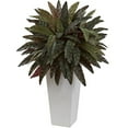 thumbnail image 1 of Plante de Paon avec Planteur Blanc, 1 of 1