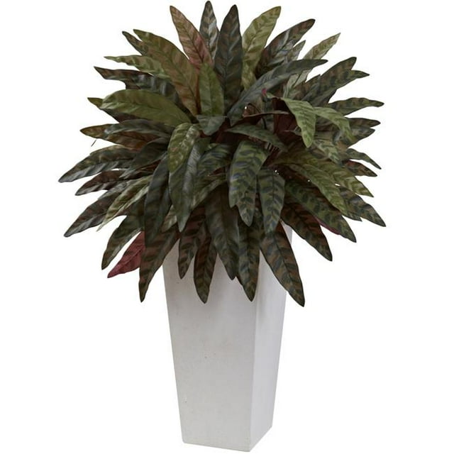 Plante de Paon avec Planteur Blanc