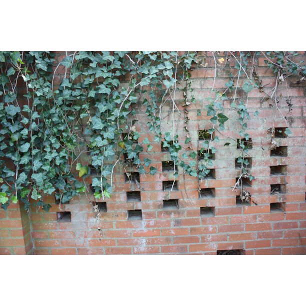 Ivy Climbing Plant Brick Wall Bricks Outside Wall20 Inch By 30 Inch