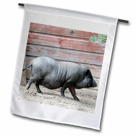 3dRose Adult black pot pellied pig walking on farm.  Garden Flag  12 by 18-Inch