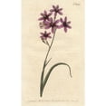 thumbnail image 2 of Variegated Ixia With Purple, Scarlet And Dingya Poster Print By ® Florilegius Mary Evans (18 X 24), 2 of 4