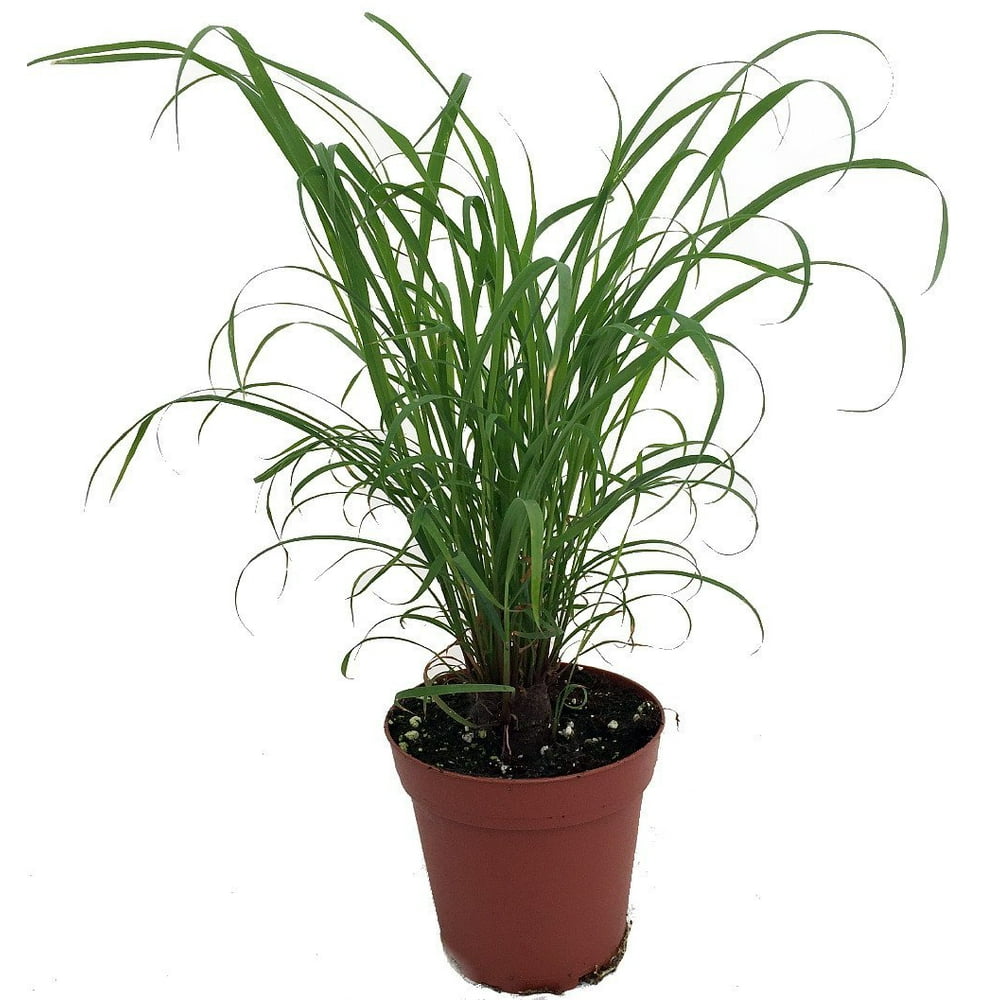 Citronella Grass Plant ഇഞ്ചിപ്പുല്ല് Cymbopogon Repels Mosquitos