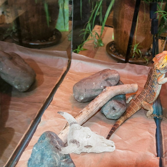 Nestingho Calavera De Para Terrario Con Fácil De Limpiar Y Única Para Reptiles