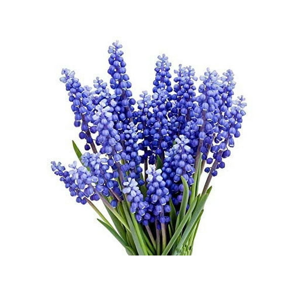 15 Grape Hyacinth - Muscari Armeniacum - Bulb Top Size 9-10 cm - Spring Bloom