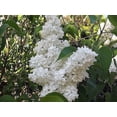 thumbnail image 4 of 20 Graines de Lilas des Arbres Blanc Colibri Fleur Parfumée Peking Syringa Pekinensis, 4 of 10