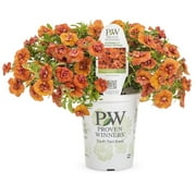Proven Winners 4" Orange Calibrachoa Live Plant Grower Pot