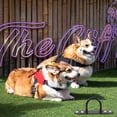 thumbnail image 1 of UPOUART Dog Ground Stakes for Securing Dogs in Outdoor Areas with 4 Fixing Pegs, 1 of 8