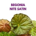 thumbnail image 2 of Harmony Foliage Begonia Nite Satin, 6 inch Rhizomatous Rhizo, 2 of 7