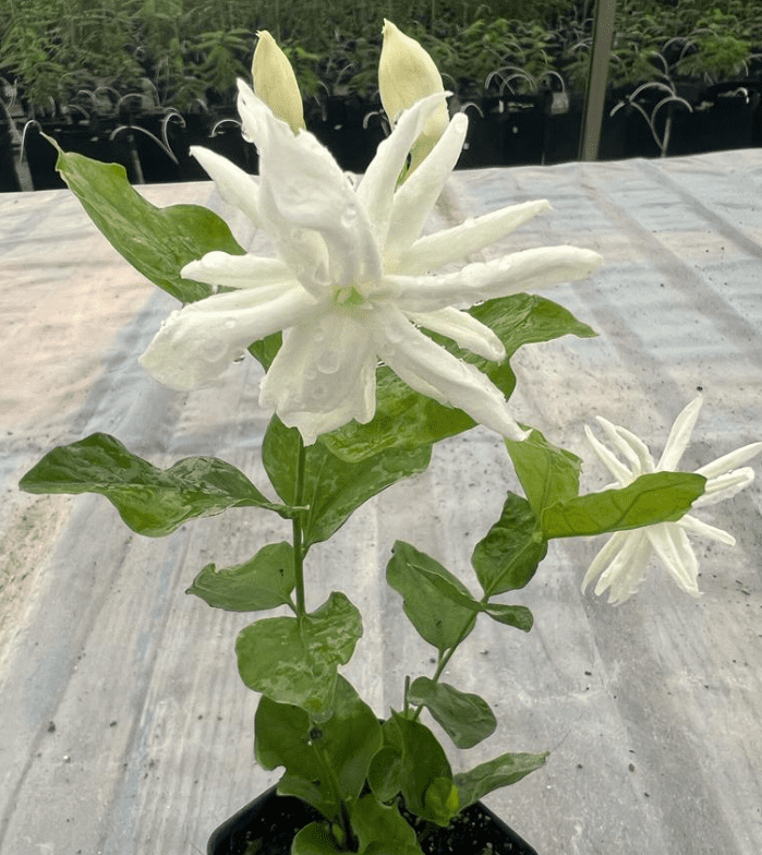 Jasmine Belle of India Live Plant 4-6 Inch Tall, White Blooming Jasmine for Indoor Outdoor Garden & Patio Decor