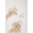 thumbnail image 2 of 1x Studio III 13x18 Gold Ornate Wood Framed with Double Matting Museum Art Print Titled - Reed Grass Grey 06, 2 of 4