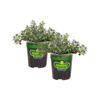 plant shelf indoor with grow light 4 Tier Grow Light Garden with Storage