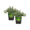 Bonnie Plants German Thyme 19.3 oz. 2-Pack