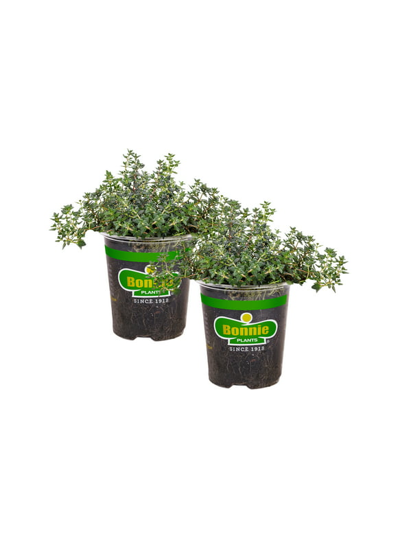 Bonnie Plants German Thyme 19.3 oz. 2-Pack