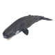 thumbnail image 2 of Ballena De Esperma, Modelo De Animal Marino Criatura Marina Realista Juguete Cognitivo Vida Marina Ballena Para Figuras De Animales Juguetes Para Favores De Fiesta ANGGREK Otros, 2 of 8