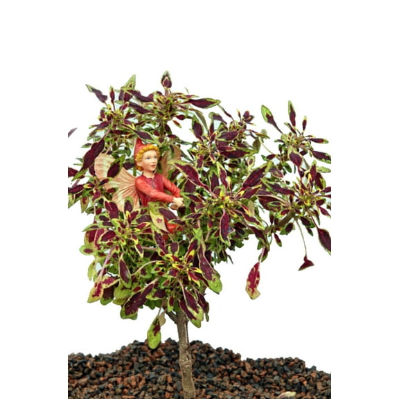 Rare Mini Autumn Leaf Coleus Tree - Very Easy Houseplant to Grow - 2.5" Pot