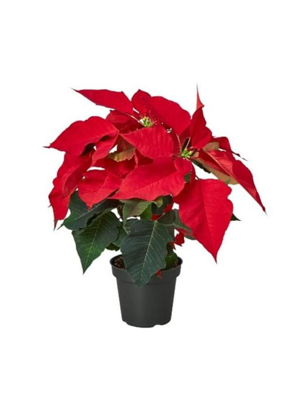Poinsettias in Fresh Christmas Greenery