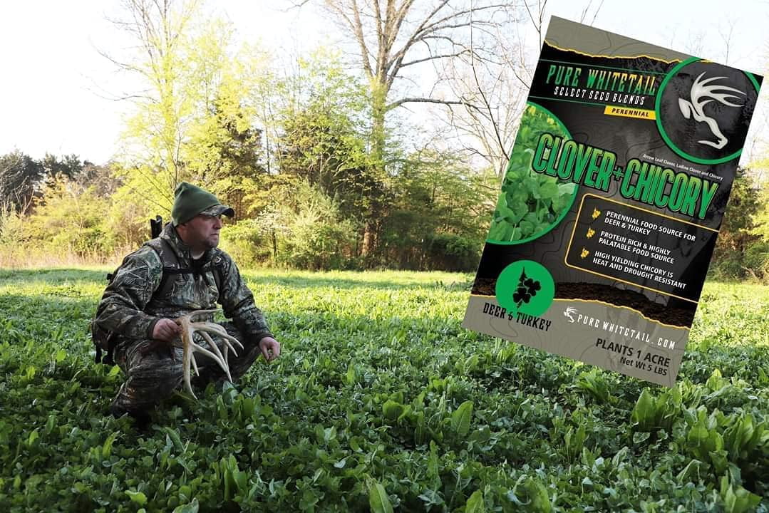 Pure Whitetail Clover and Chicory Perennial Deer Food Plot Seed, 5 lb Bag Plants 1 Acre