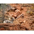 thumbnail image 2 of Collins, Ann 32x26 Gold Ornate Wood Framed with Double Matting Museum Art Print Titled - Utah-Zion National Park-Bighorn sheep ram surveys his domain, 2 of 4