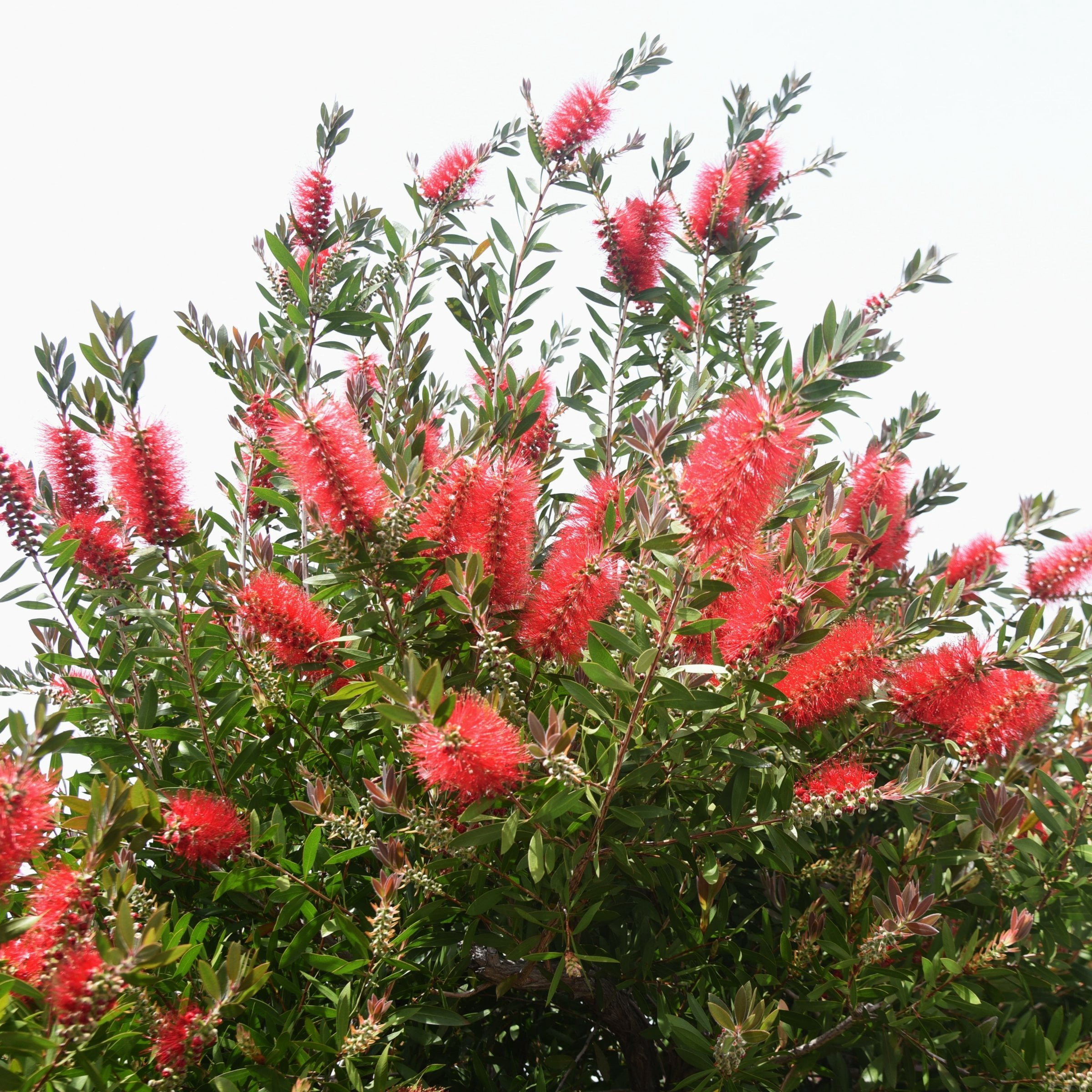 1 gal. Bottlebrush Cold Hardy Shrub with Red Flowers