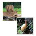 thumbnail image 2 of MesaSe Simulation Insect Plastic Animal Early Growth Preschool Model Miniature Educational Props Cognition Toy for Children, 2 of 9